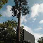 Le Telecomunicazioni artificiali del cammuffamento della palma si elevano segnale WiFi bionico unipolare mobile dell'albero